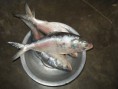 Hilsa