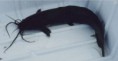 Catfish