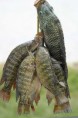 Talapia
